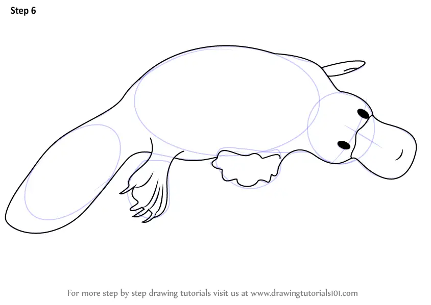 Learn How to Draw a Platypus Wild Animals Step by Step