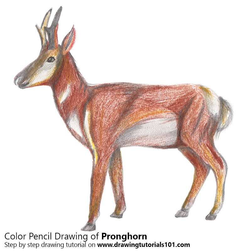 How to Draw a Pronghorn by Color Pencils
