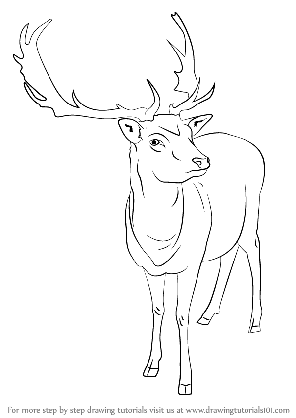 Learn How to Draw a Reindeer (Wild Animals) Step by Step : Drawing