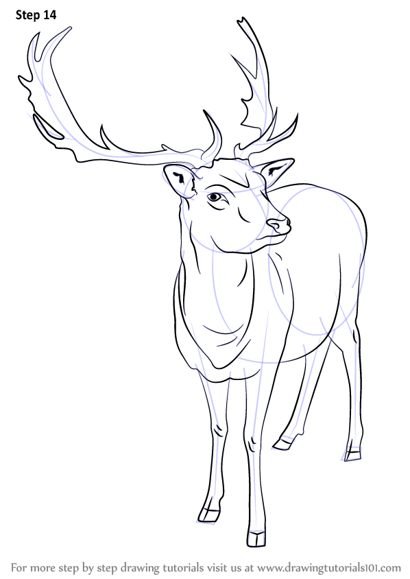 Learn How to Draw a Reindeer (Wild Animals) Step by Step : Drawing