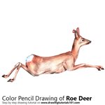 How to Draw a Roe Deer