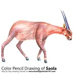 How to Draw a Saola