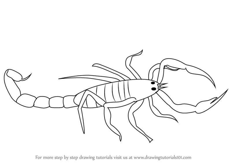 Scorpion - Drawing Skill