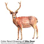 How to Draw a Sika Deer
