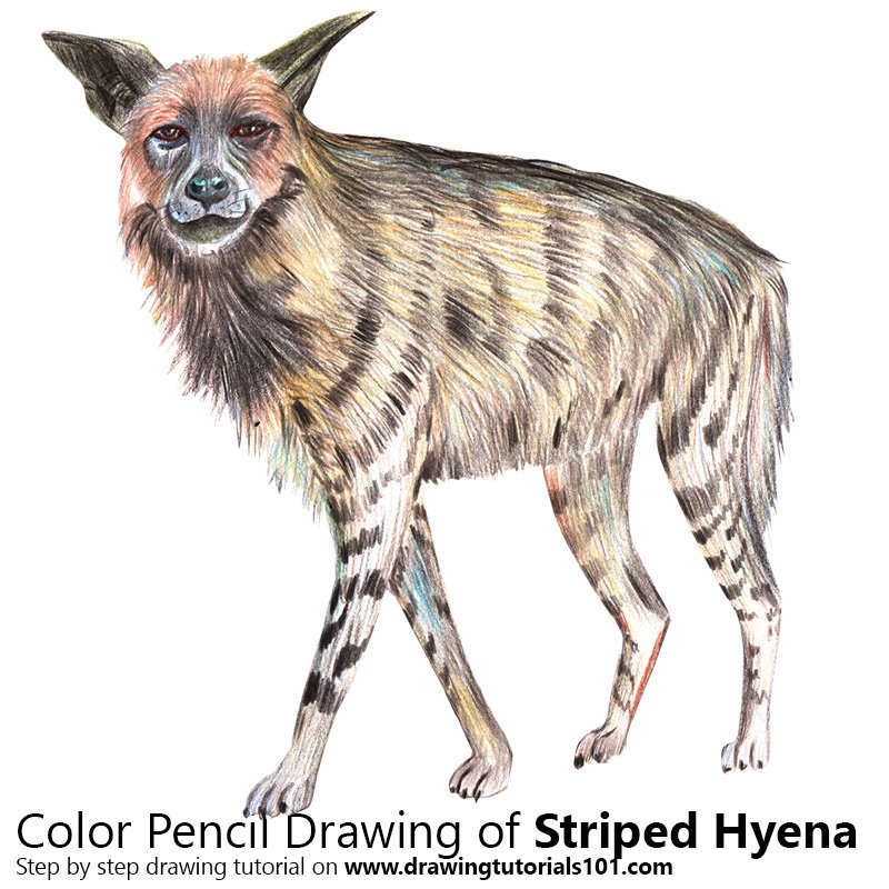 How to Draw a Striped Hyena by Color Pencils