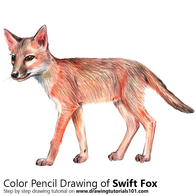 How to Draw a Swift Fox by Color Pencils