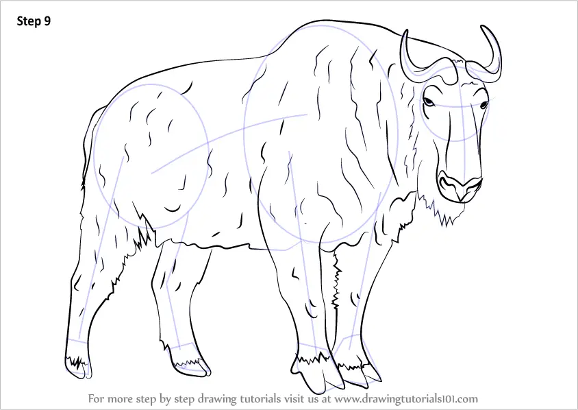 Step by Step How to Draw a Takin : DrawingTutorials101.com