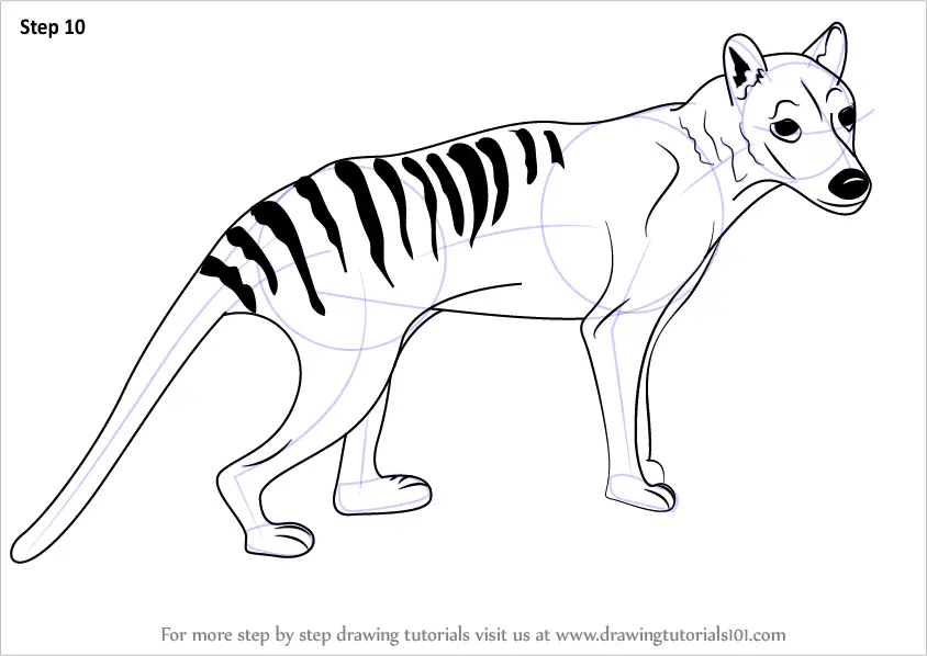 Learn How to Draw a Tasmanian tiger (Wild Animals) Step by Step