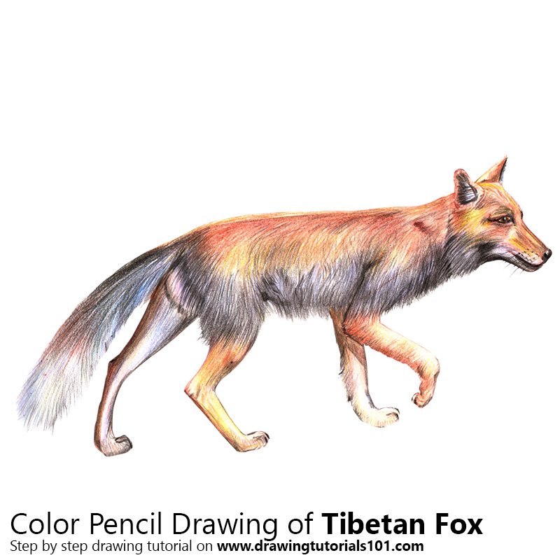 How to Draw a Tibetan Fox by Color Pencils