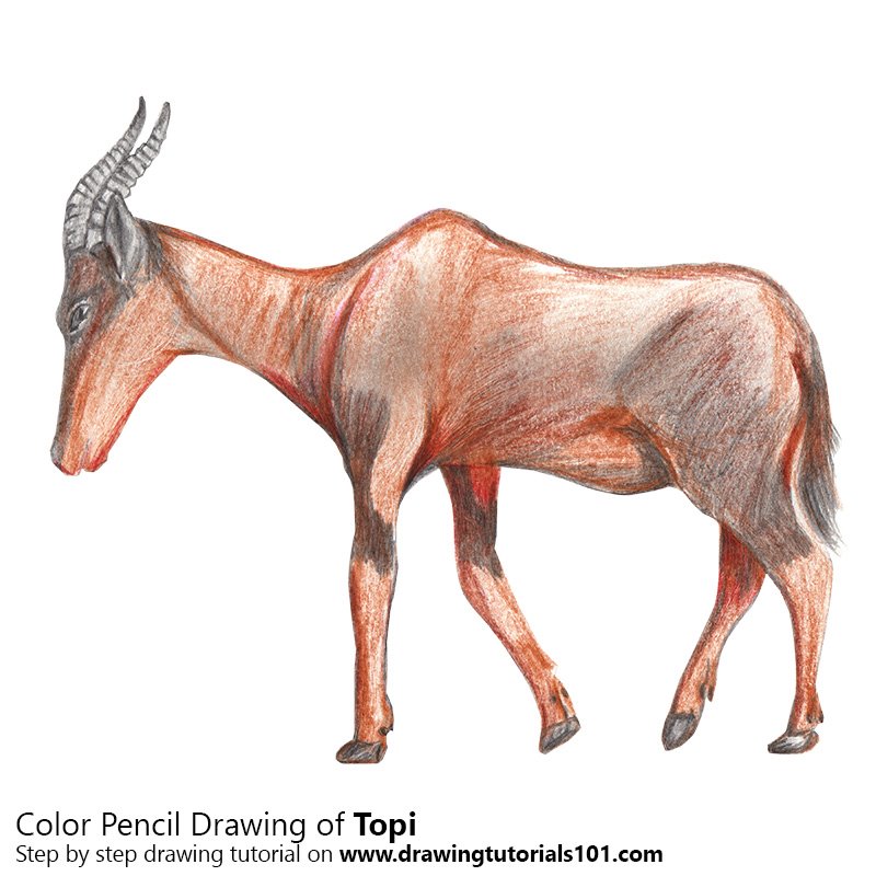 How to Draw a Topi by Color Pencils