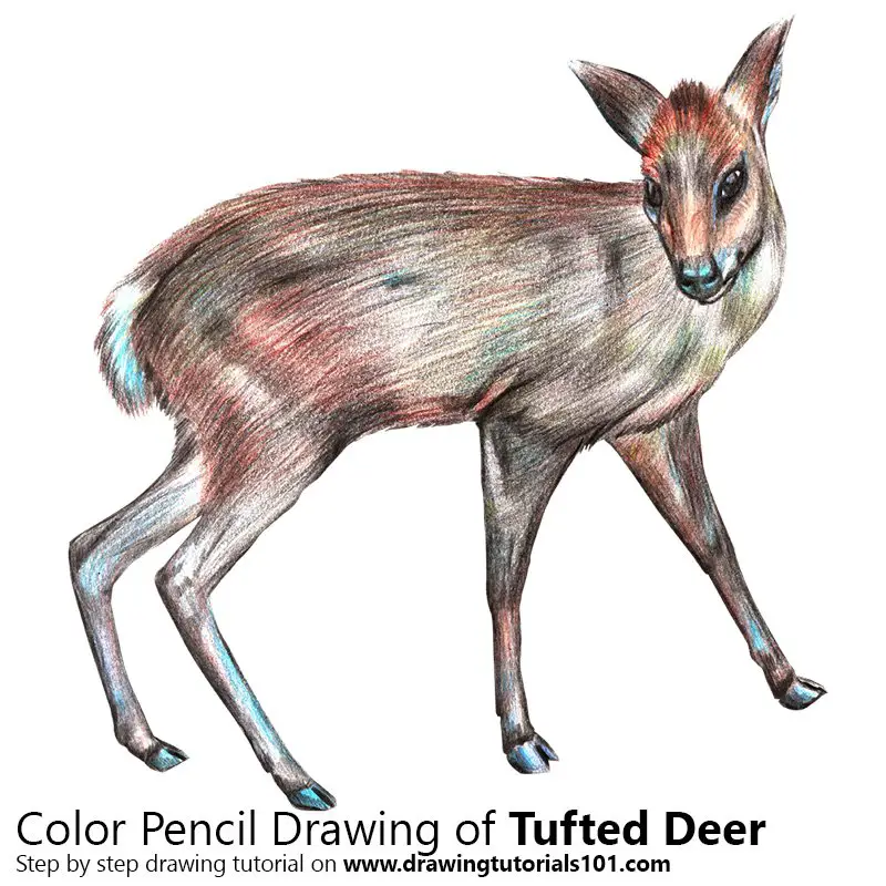 Tufted Deer Color Pencil Drawing