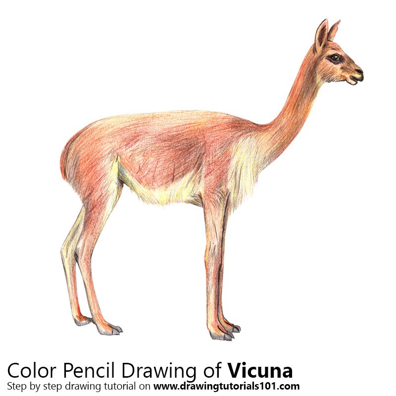 How to Draw a Vicuna by Color Pencils