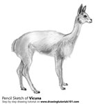 How to Draw a Vicuna