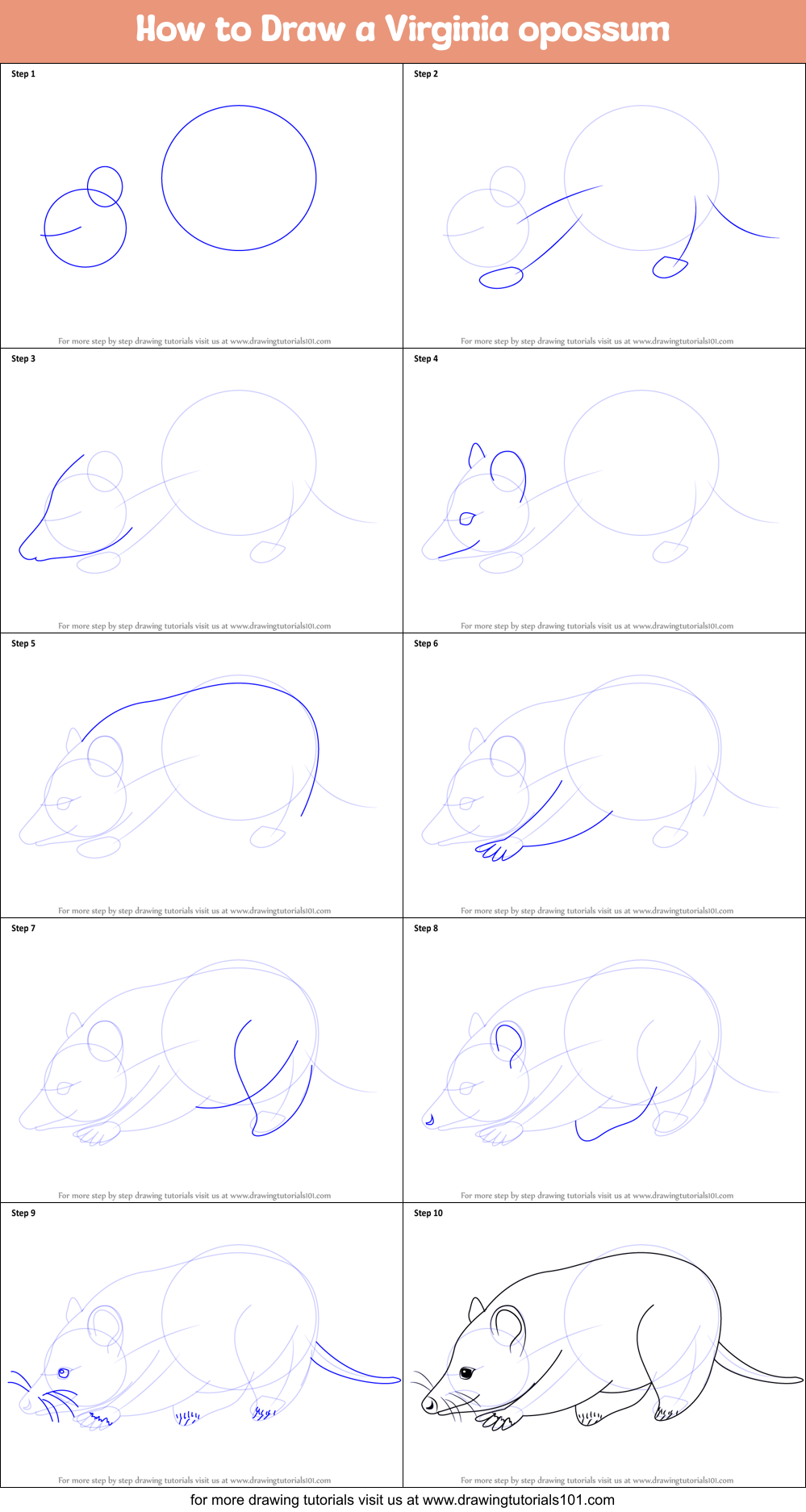How to Draw a Virginia opossum printable step by step drawing sheet