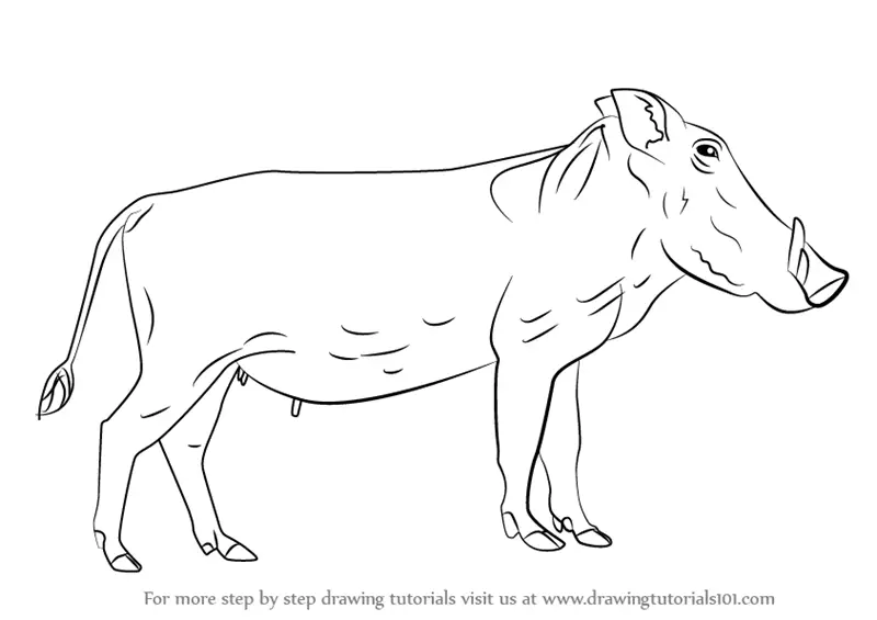 Learn How to Draw a Warthog (Wild Animals) Step by Step : Drawing Tutorials