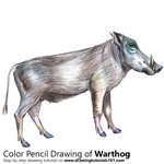 How to Draw a Warthog