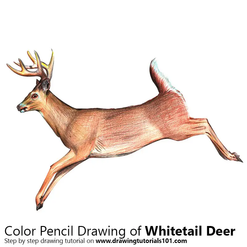 White-tailed Deer Color Pencil Drawing