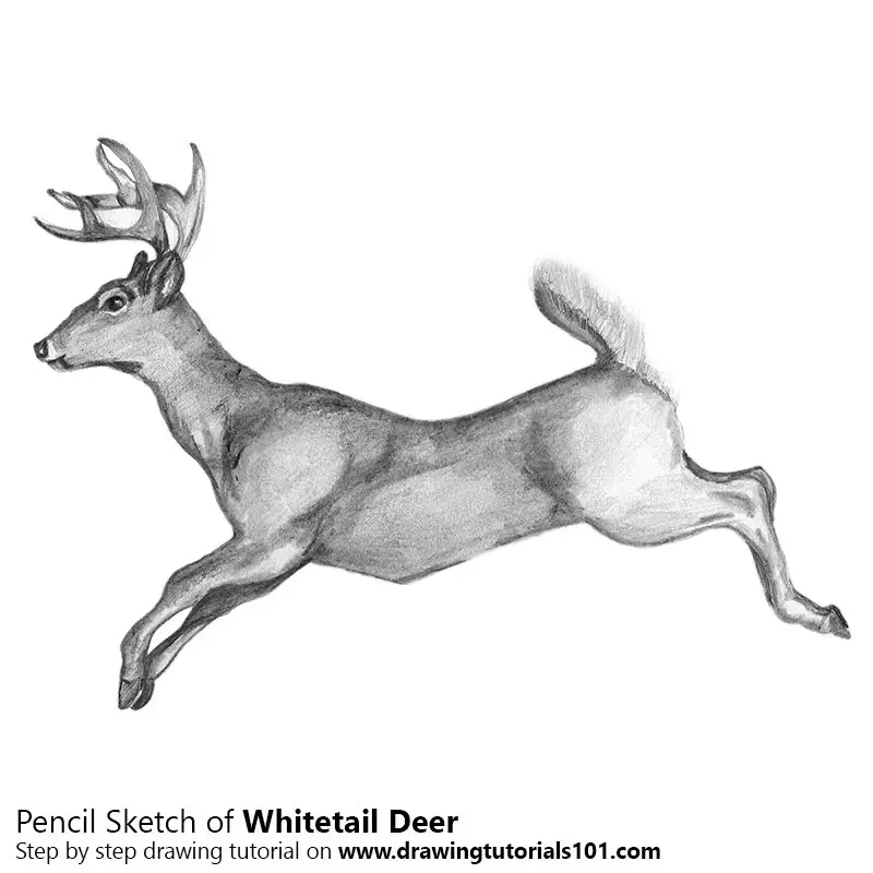 Pencil Sketch of White-tailed Deer - Pencil Drawing
