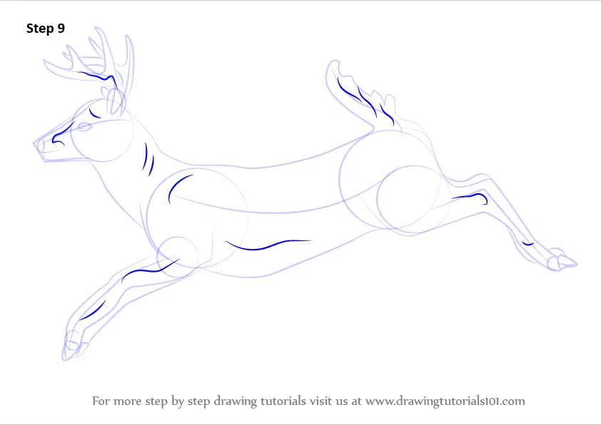 Learn How to Draw a White-tailed Deer (Wild Animals) Step by Step