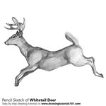How to Draw a White-tailed Deer