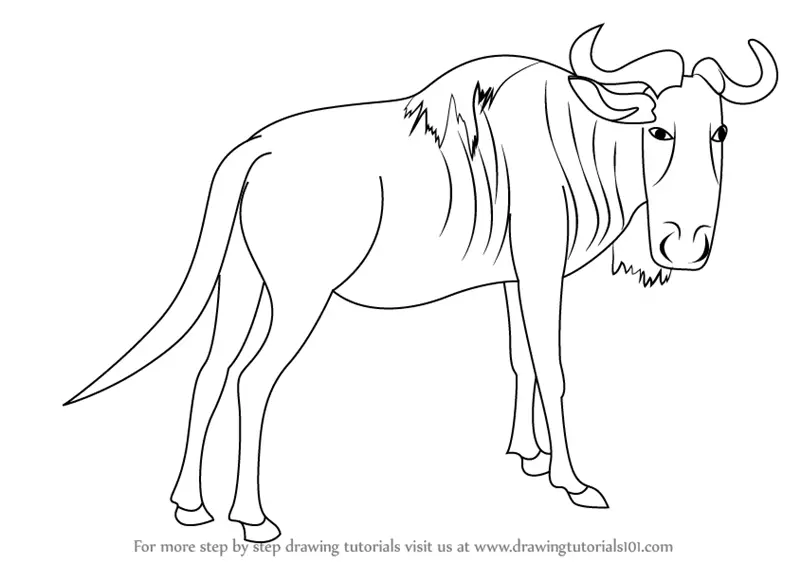 Learn How to Draw a Wildebeest Wild Animals Step by Step  Drawing ...