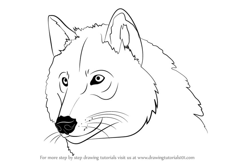 How to draw a wolf head with a pencil stepbystep tutorial