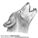 How to Draw a Wolf Howling