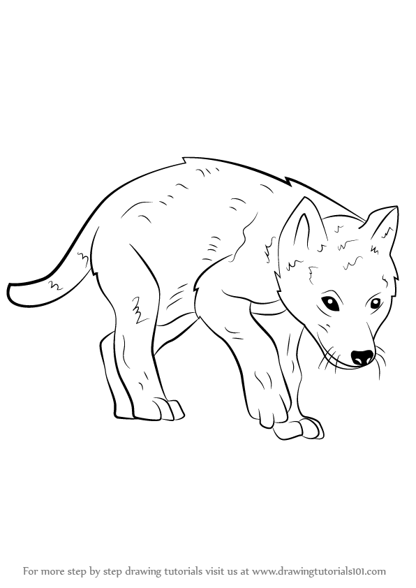 Baby Wolf png images | PNGEgg