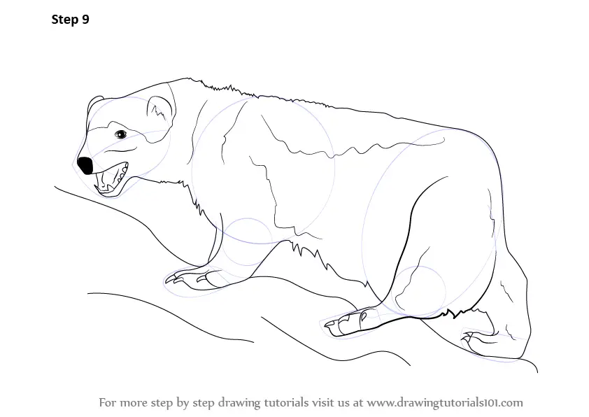 Learn How to Draw a Wolverine (Wild Animals) Step by Step : Drawing  Tutorials