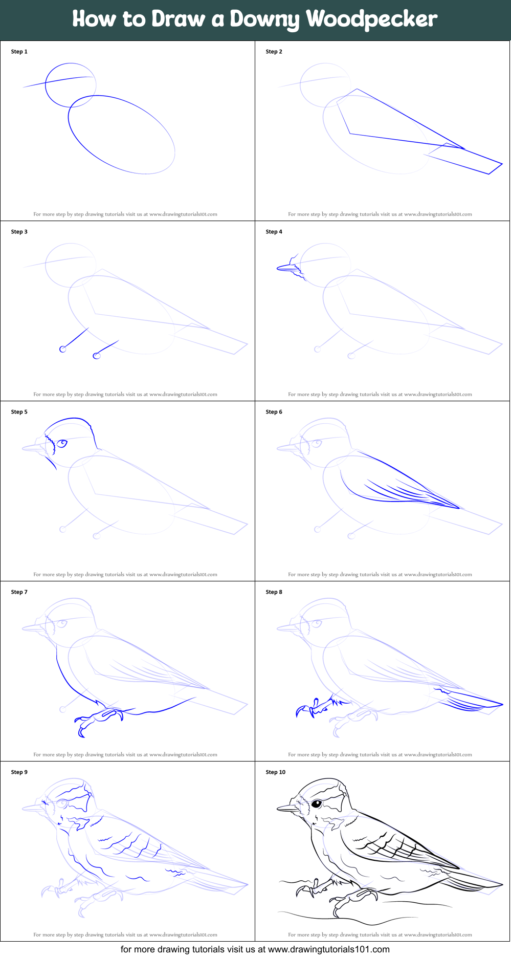 How to Draw a Downy Woodpecker Printable Step by Step