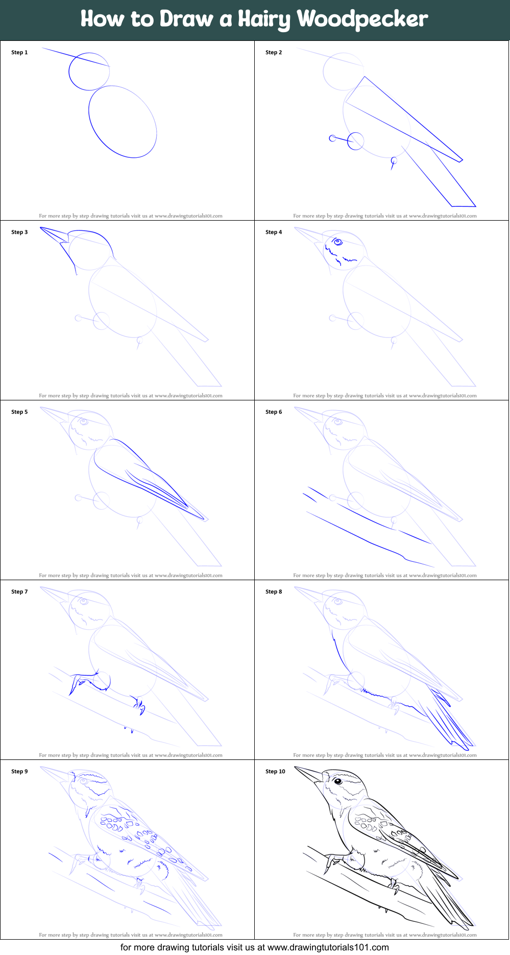 How to Draw a Hairy Woodpecker Printable Step by Step