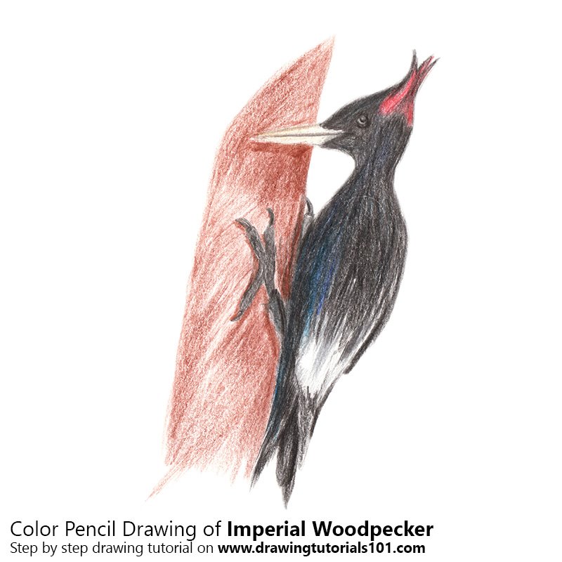 How to Draw an Imperial Woodpecker by Color Pencils