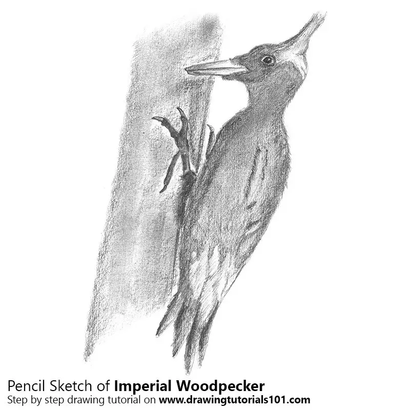 Pencil Sketch of Imperial Woodpecker - Pencil Drawing