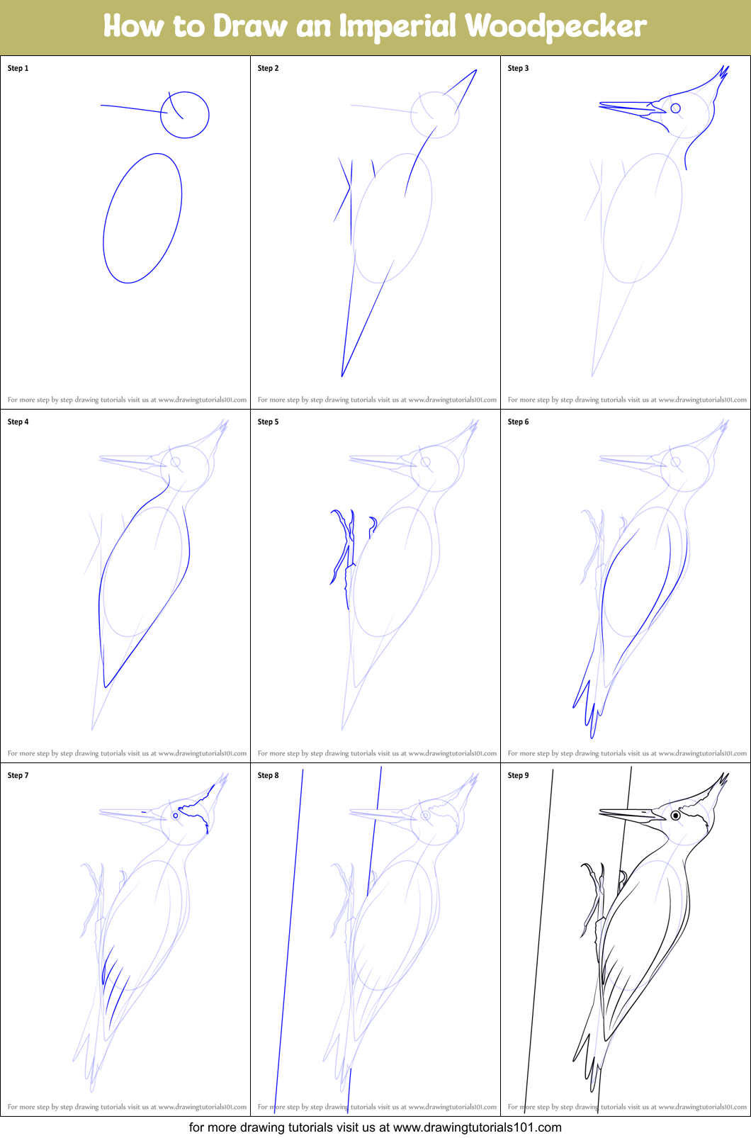 How to Draw an Imperial Woodpecker Printable Step by Step