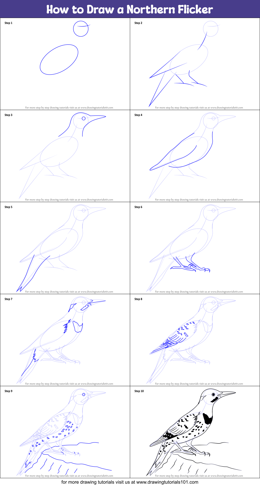 How to Draw a Northern Flicker Printable Step by Step