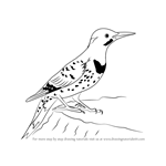 How to Draw a Northern Flicker
