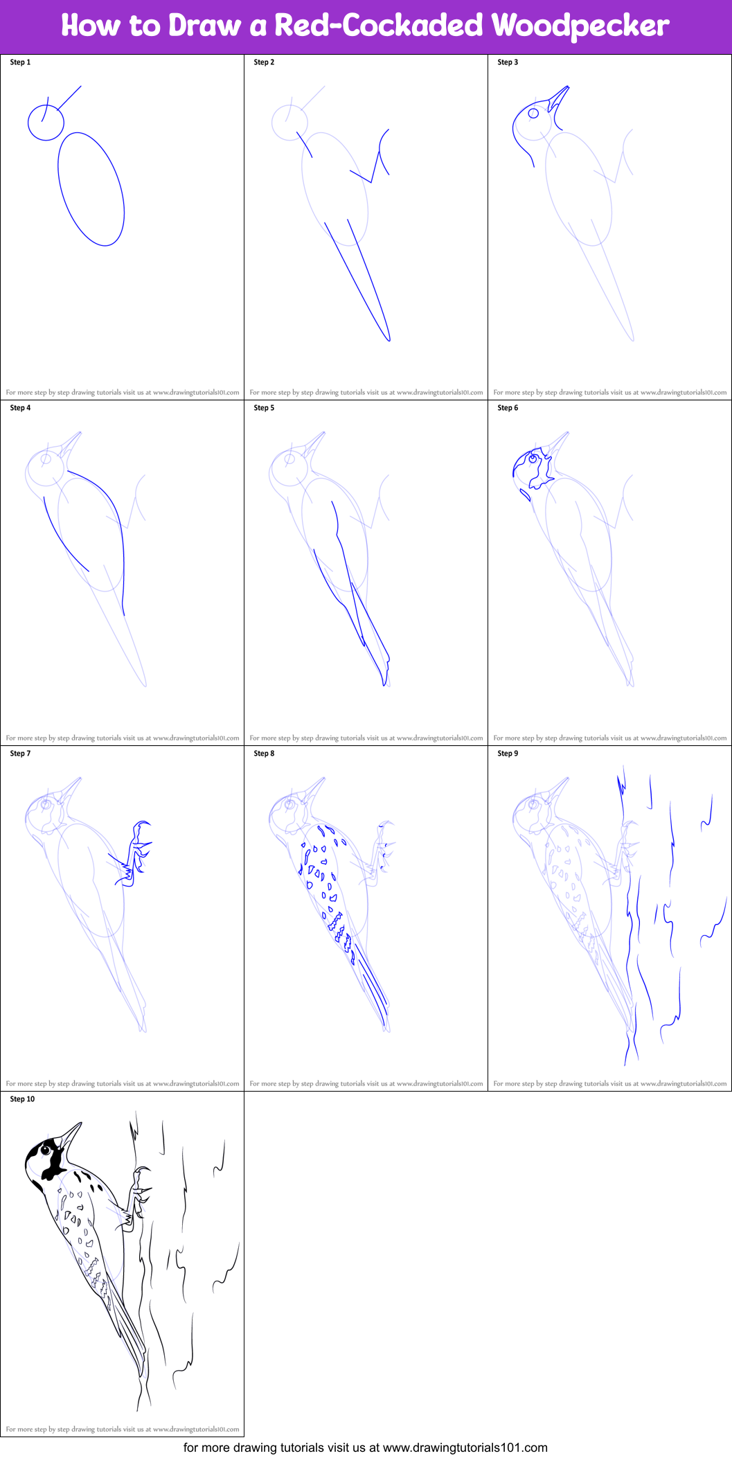 How to Draw a Red-Cockaded Woodpecker Printable Step by Step