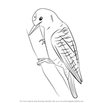 How to Draw a Woodpecker