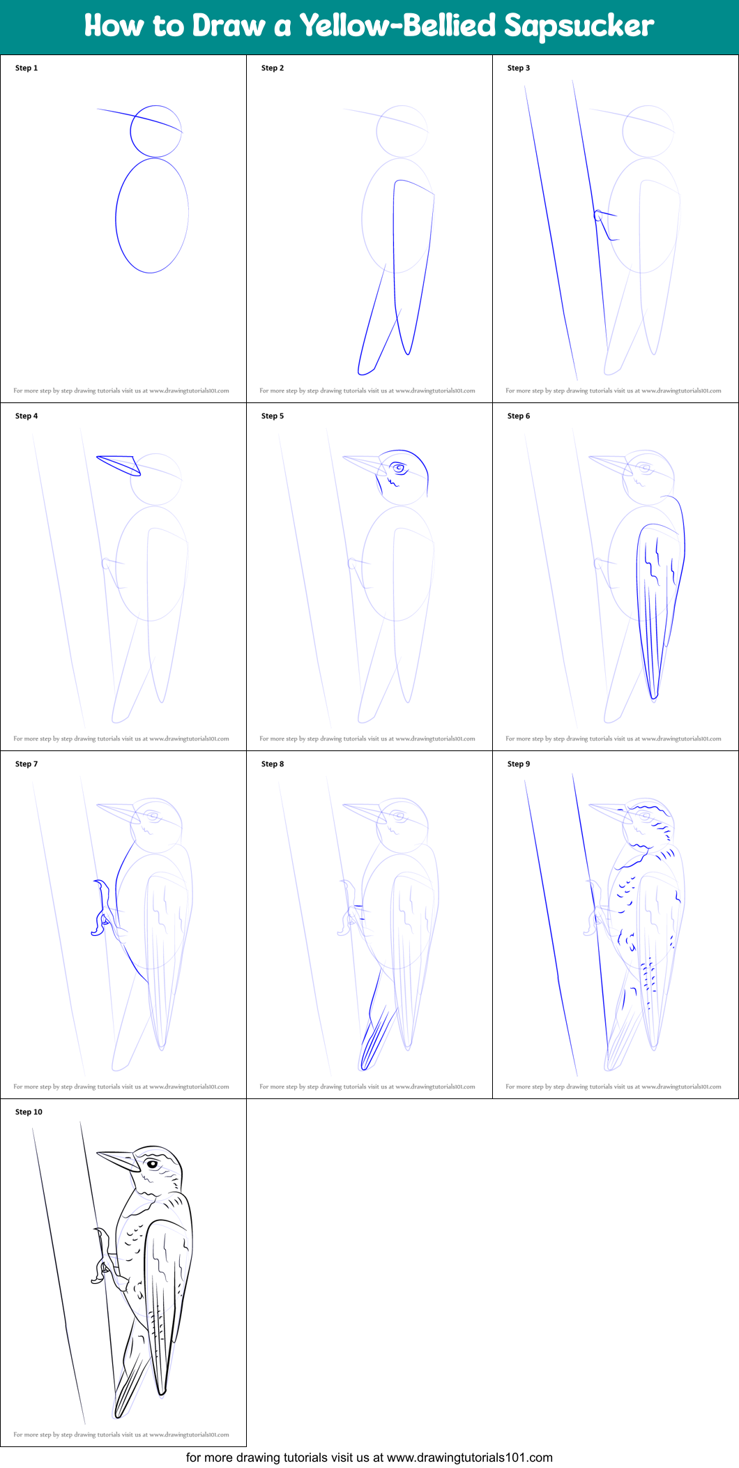 How to Draw a Yellow-Bellied Sapsucker Printable Step by Step