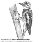How to Draw a Yellow-Bellied Sapsucker