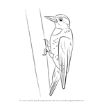 How to Draw a Yellow-Bellied Sapsucker