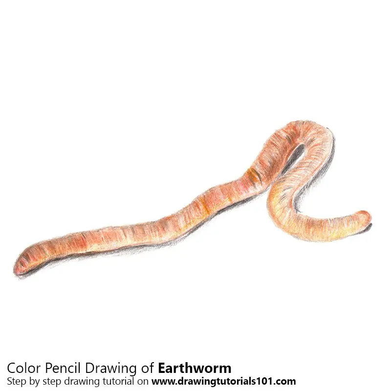 Earthworm Color Pencil Drawing