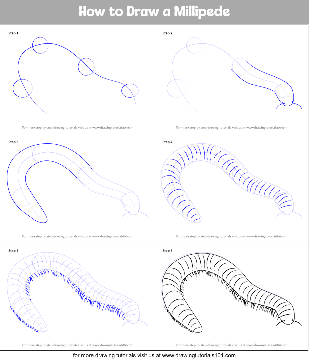 How to Draw a Millipede Printable Step by Step