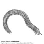 How to Draw a Millipede