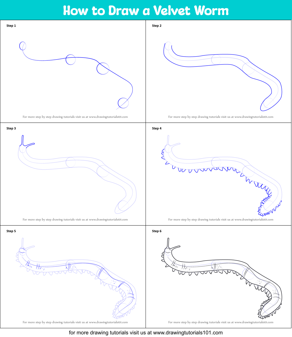 How to Draw a Velvet Worm Printable Step by Step