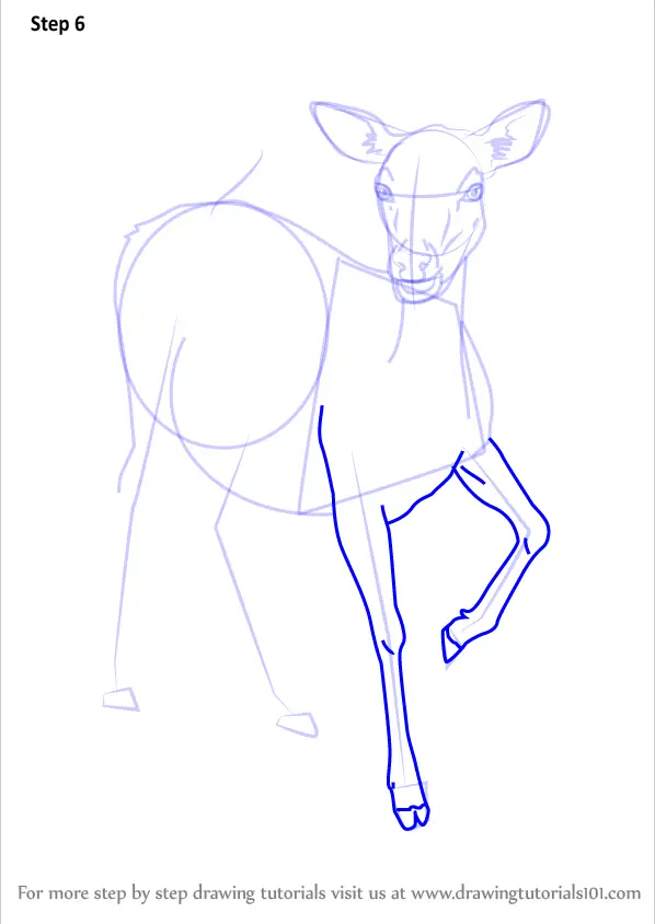 how to draw Standing Deer step 6