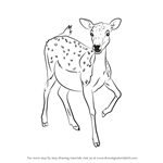 How to Draw a Baby Deer