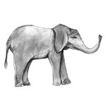 How to Draw a Baby Elephant