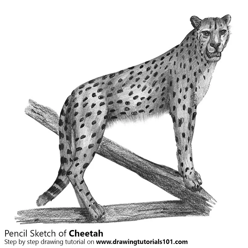 Cheetah Pencil Drawing - How to Sketch Cheetah using Pencils