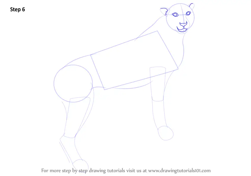 Learn How to Draw a Cheetah (Zoo Animals) Step by Step : Drawing Tutorials